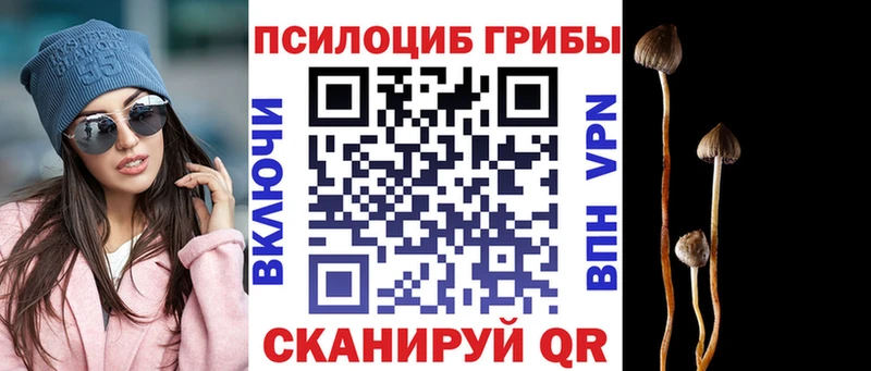 Купить  Грязи  Галлюциногенные грибы Cubensis 